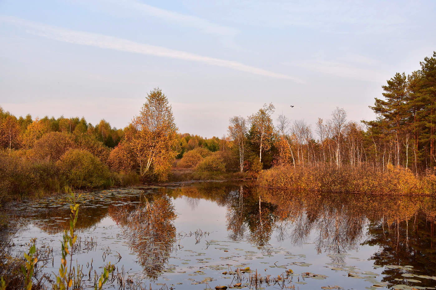 Прощальная краса...