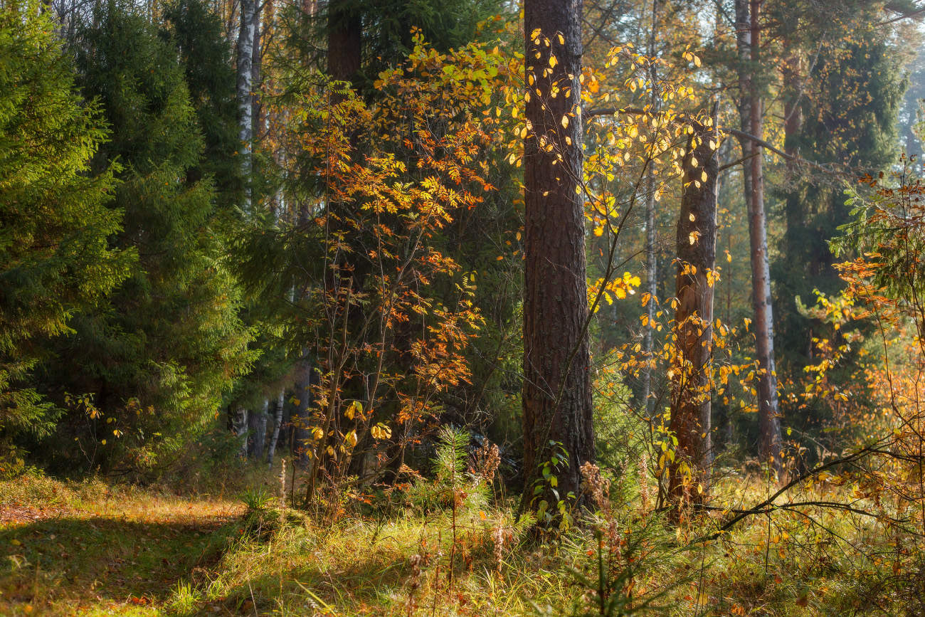 Осенний сюжет