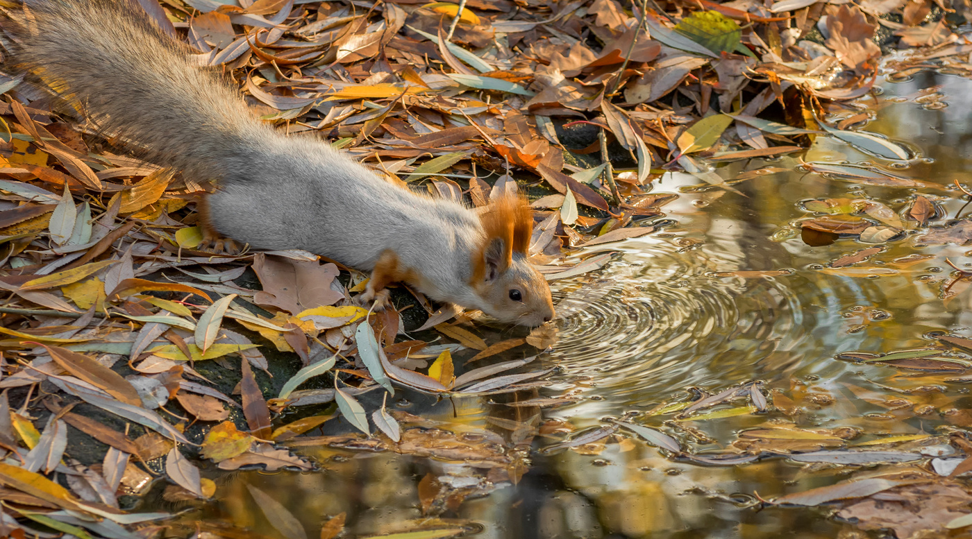 в осенних листьях..