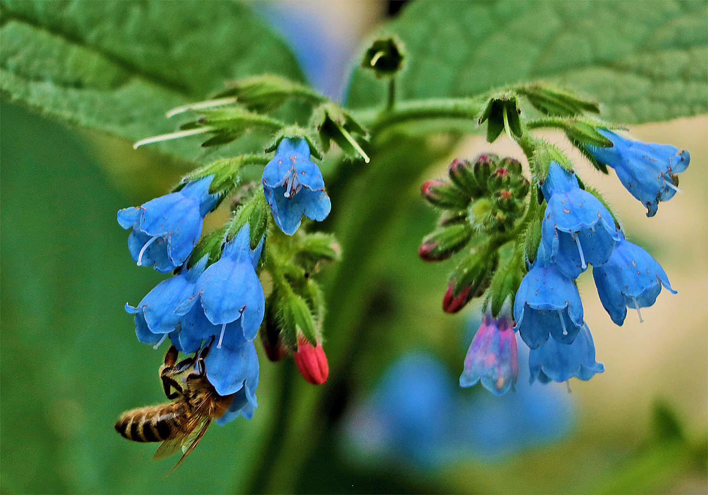 Трудяга на окопнике