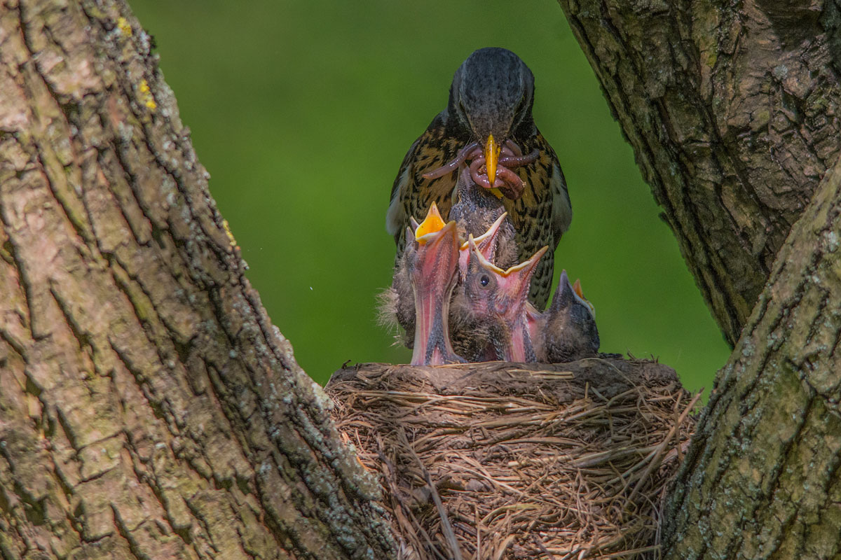 Этому дала...