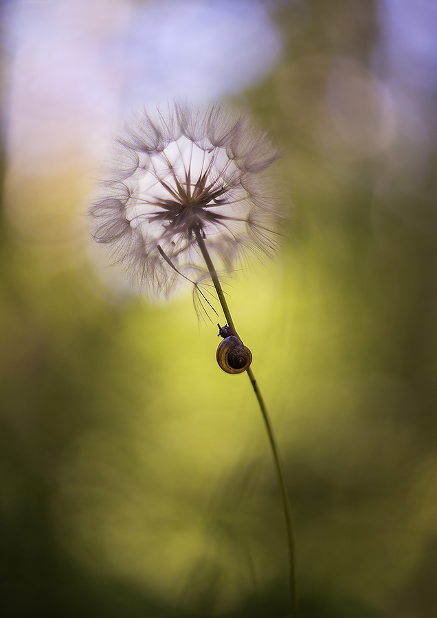 мечта маленькой улитки