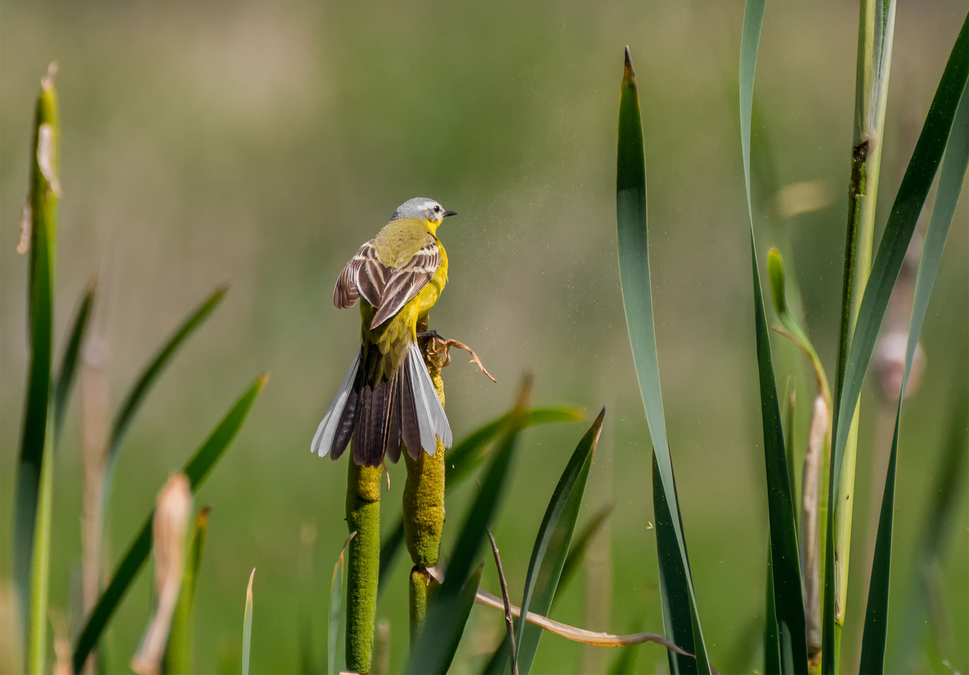 эквилибристка..