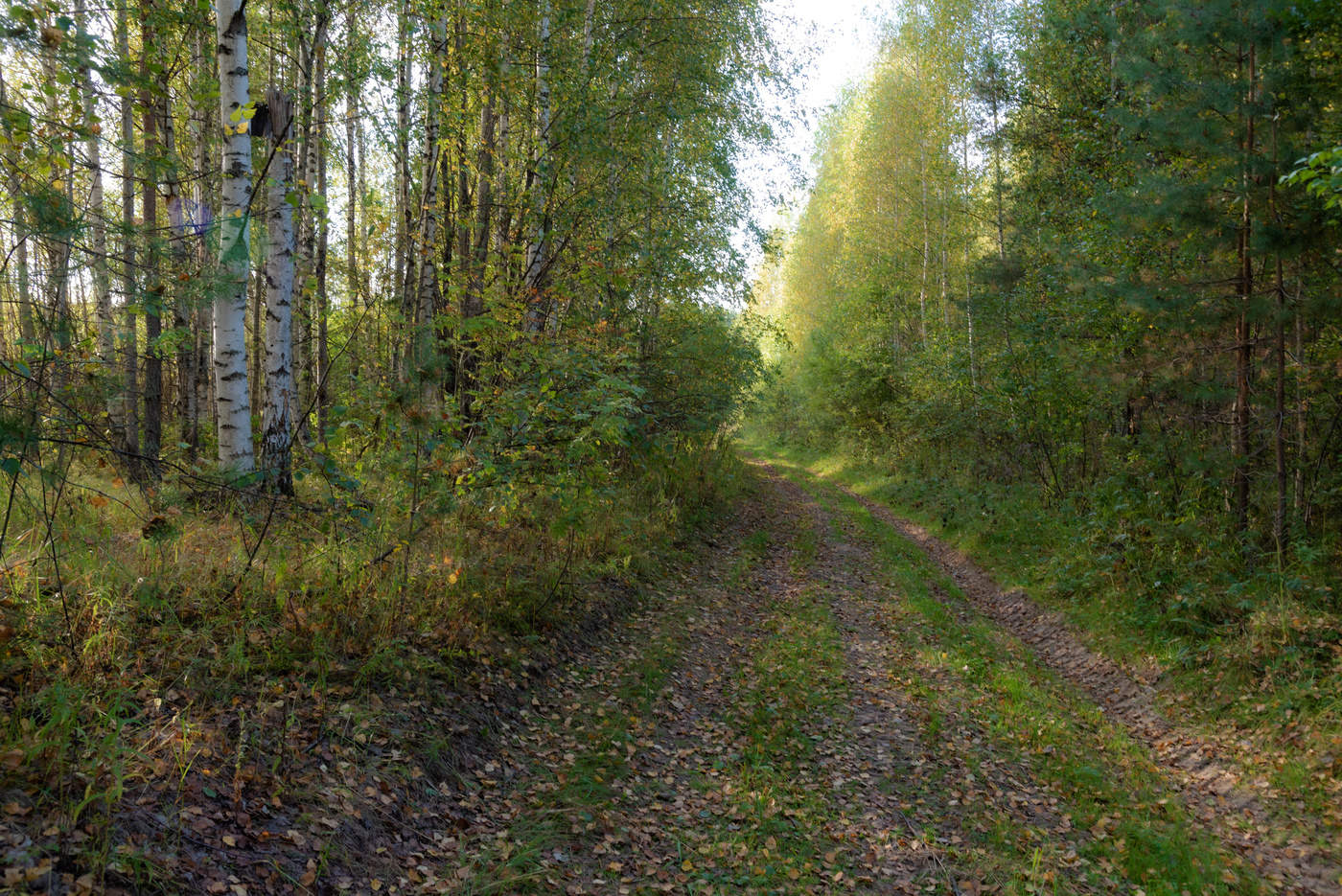 За грибами...