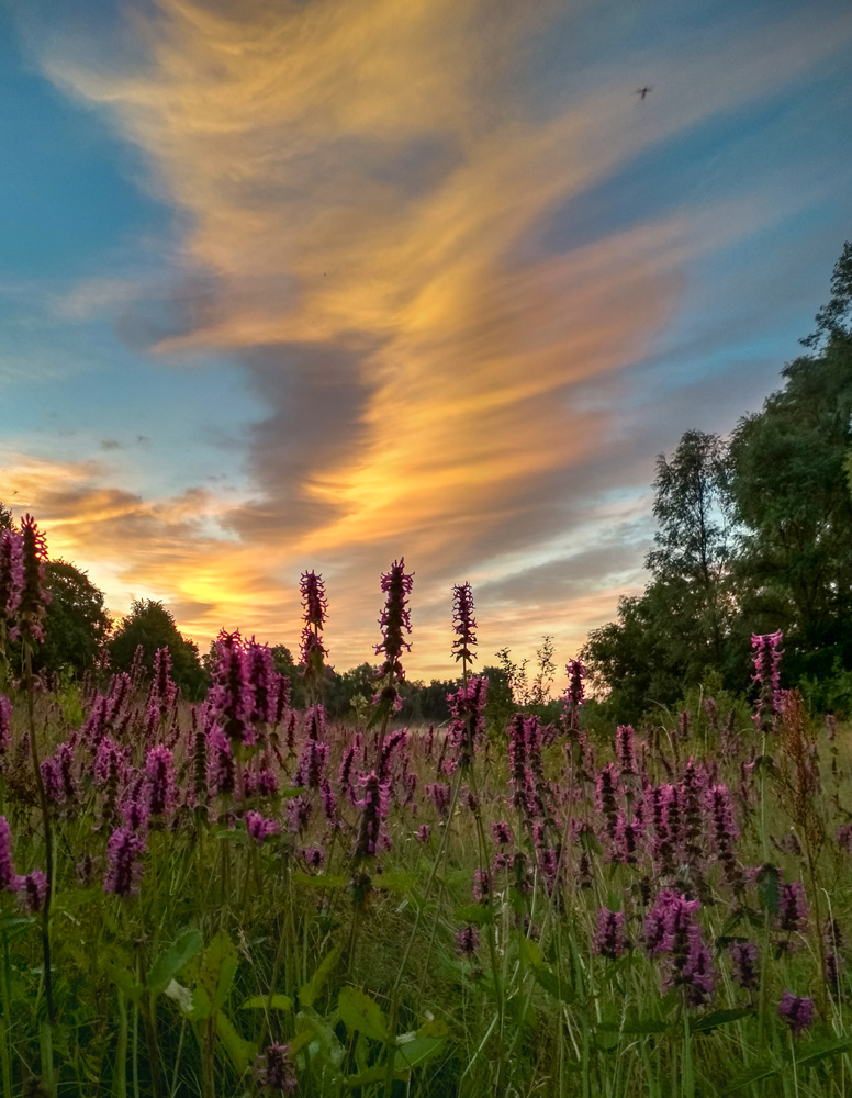 Утро с комариком