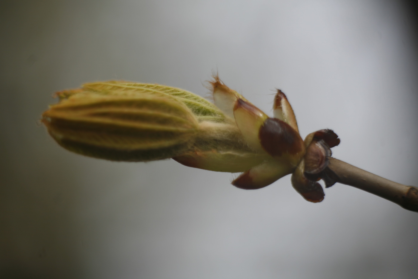 Почка каштана
