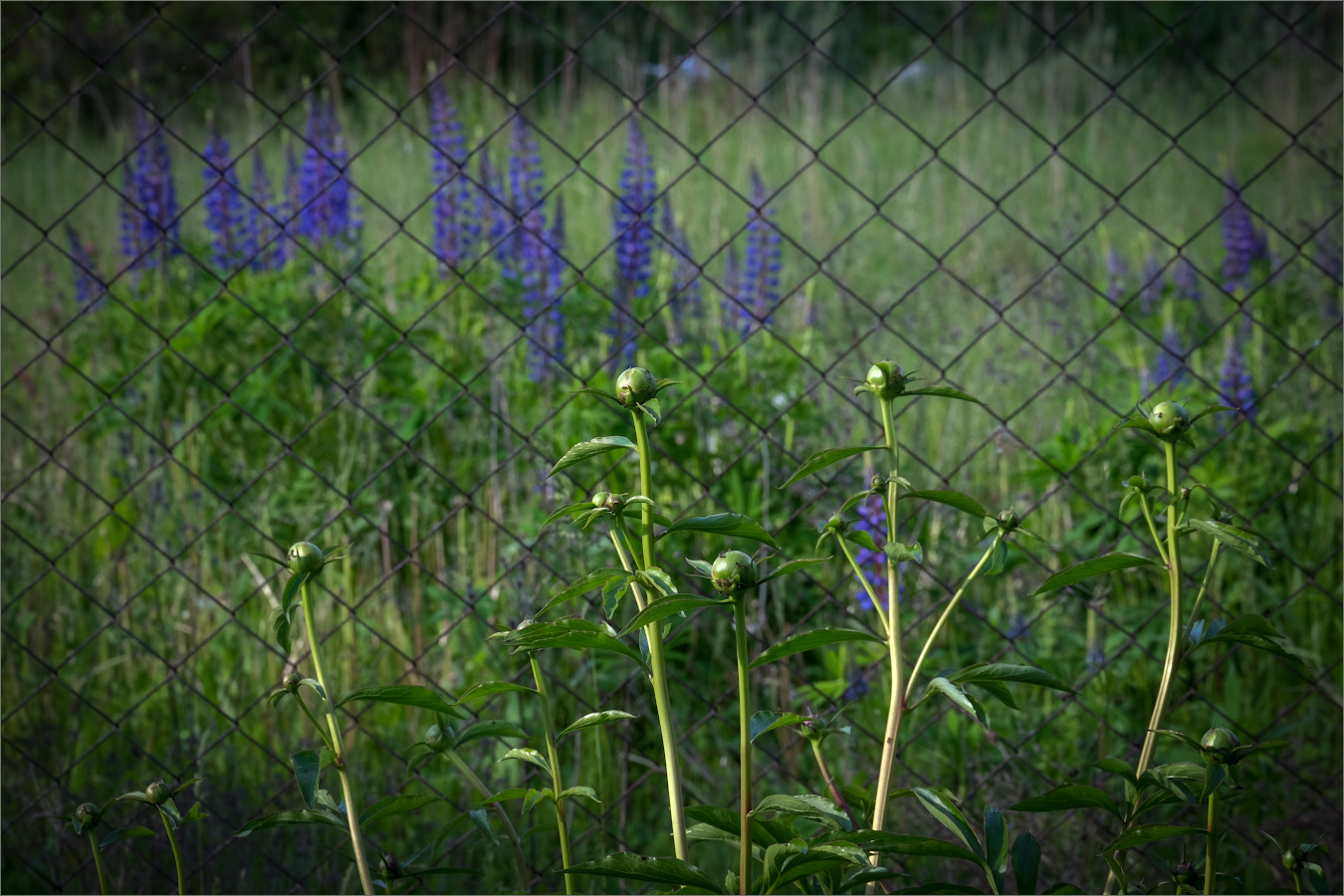 Кризис гербальности