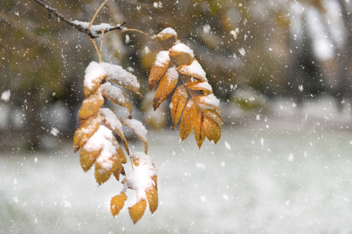 Осенняя соната