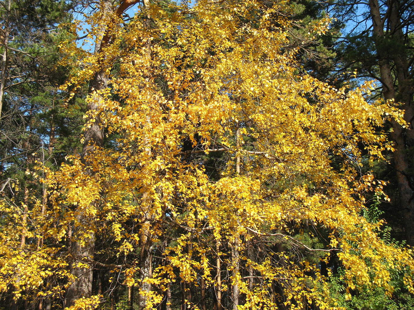 Осенняя соната