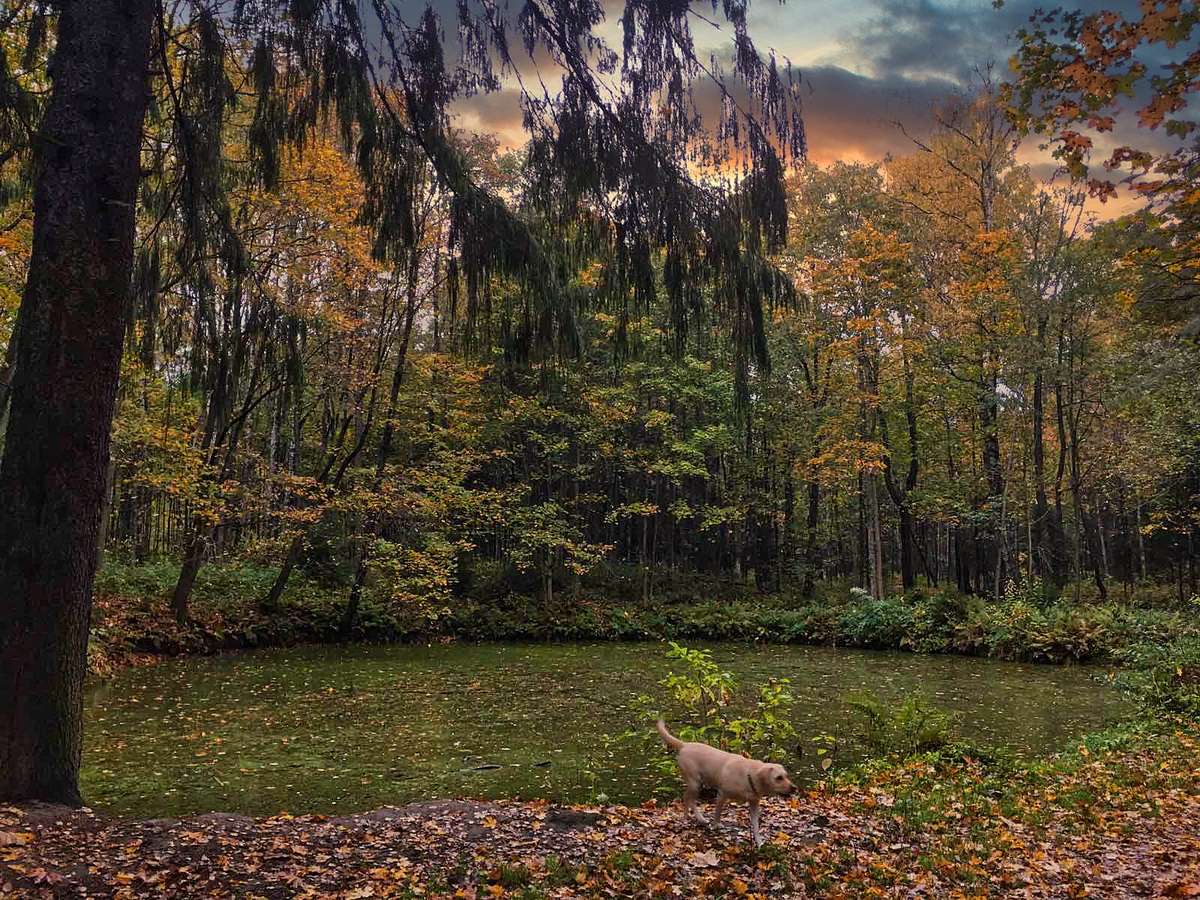 Осенняя соната