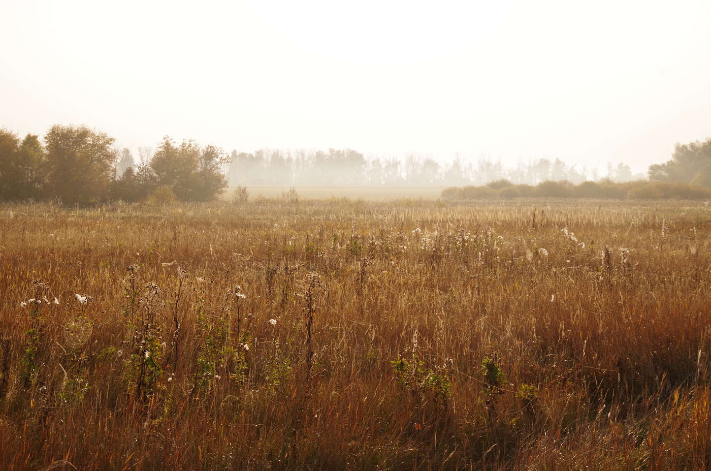 Осенняя соната
