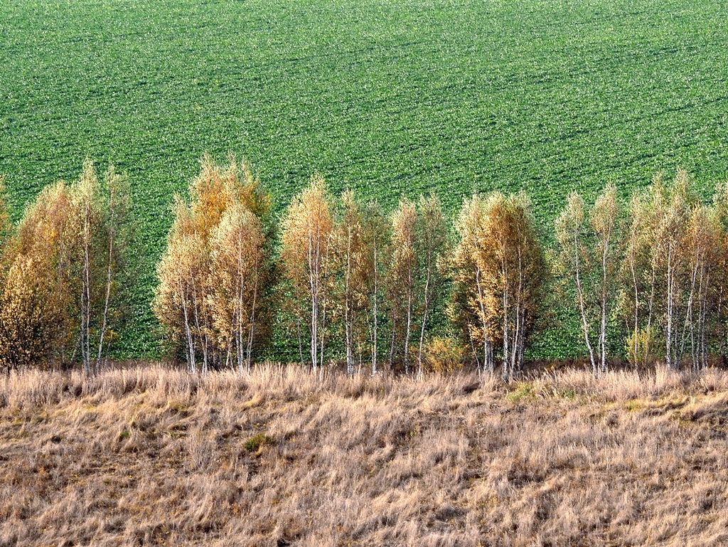 Осенняя соната