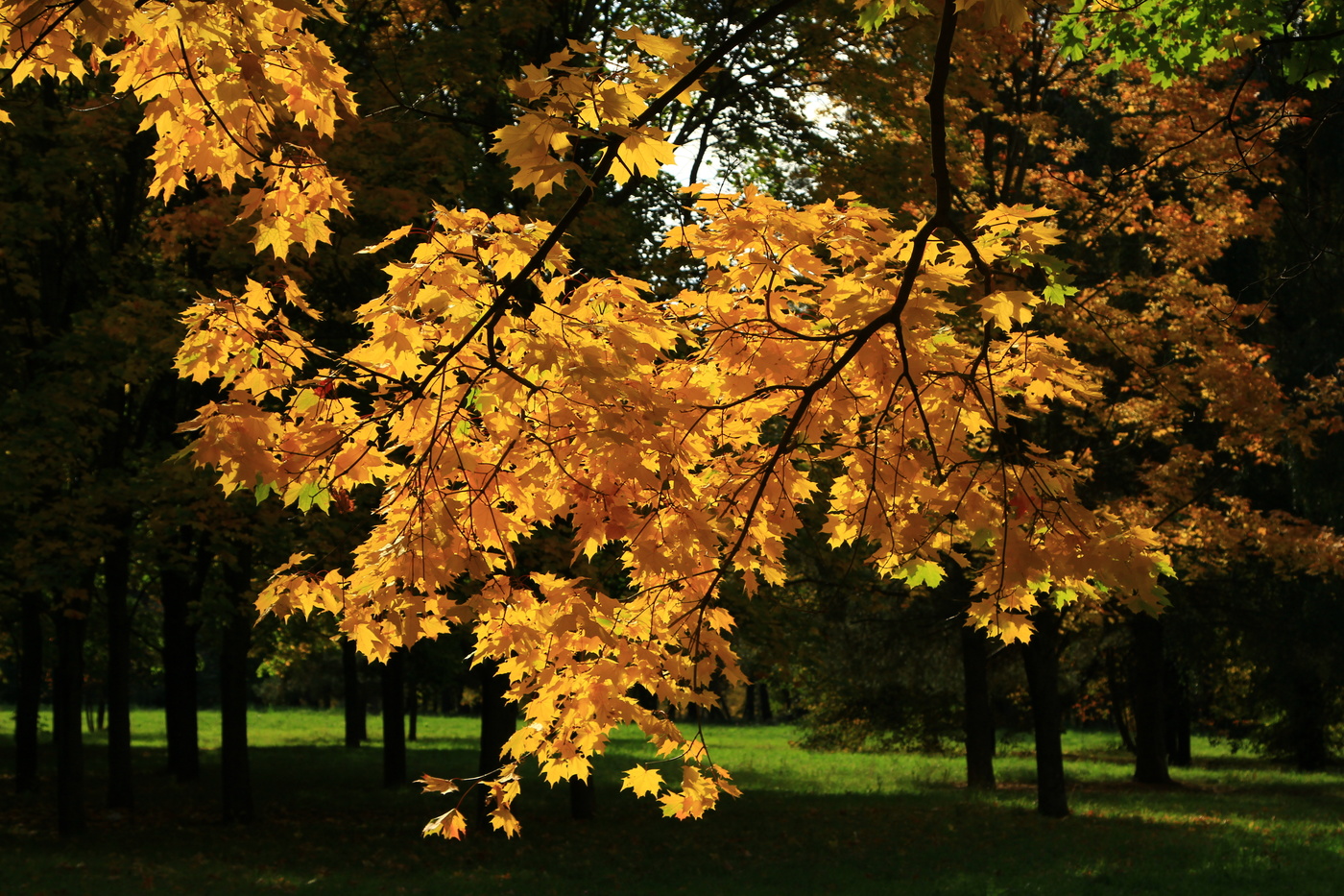Осенняя соната