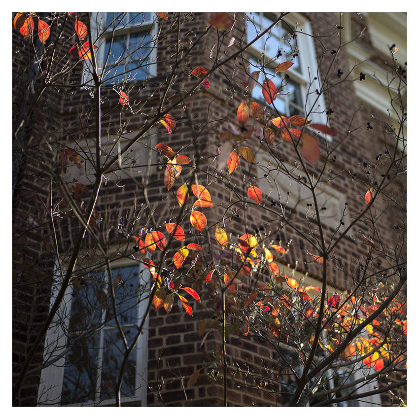 Autumn in Georgetown