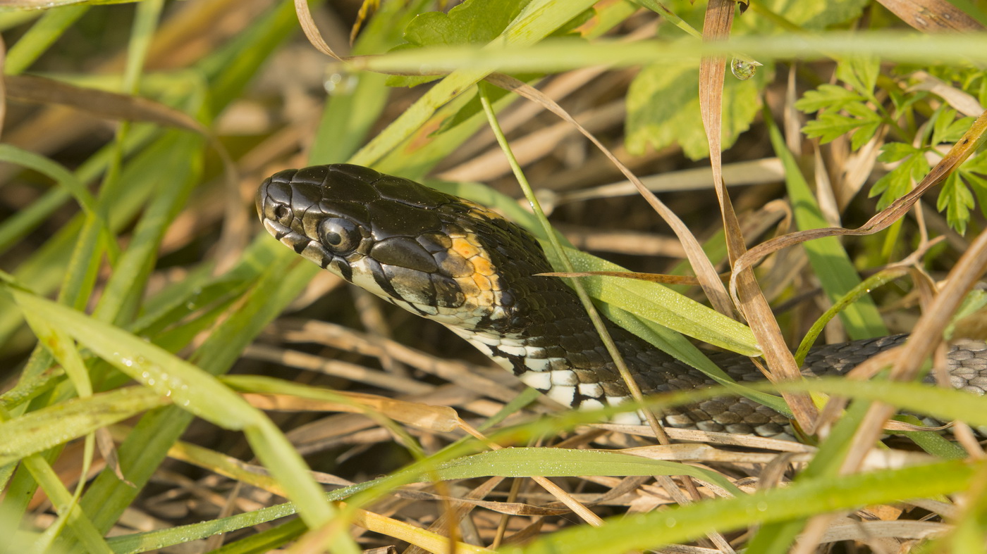 Осенняя соната