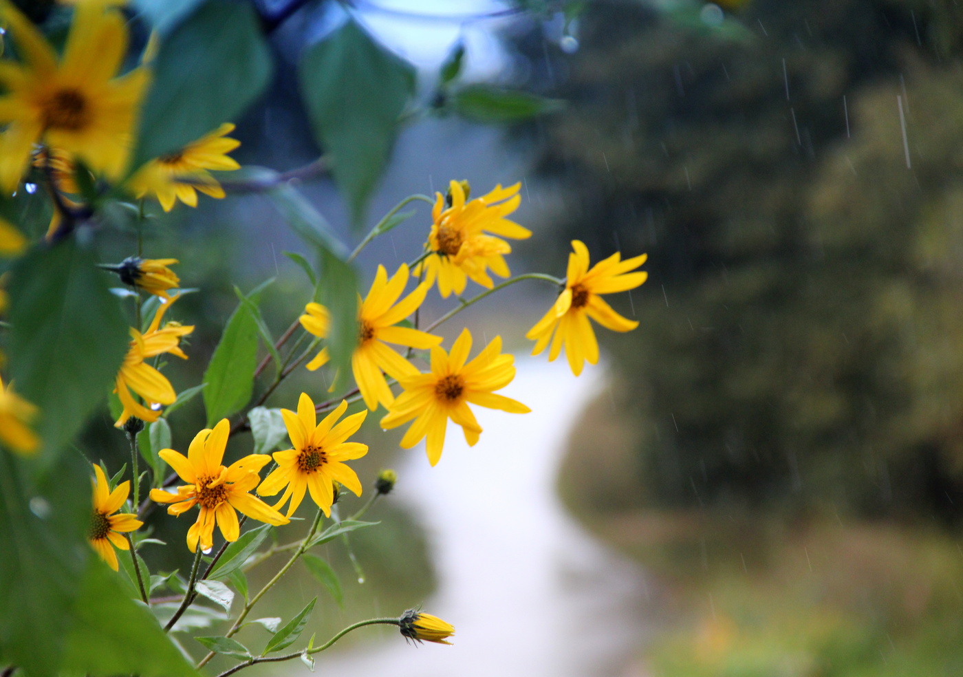 Осенняя соната