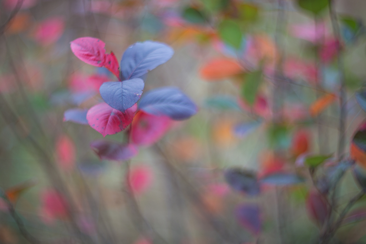 Осенняя соната