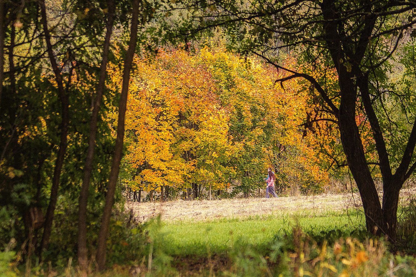 Осенняя соната