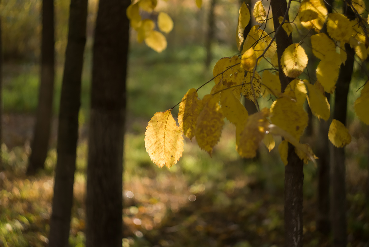 Осенняя соната