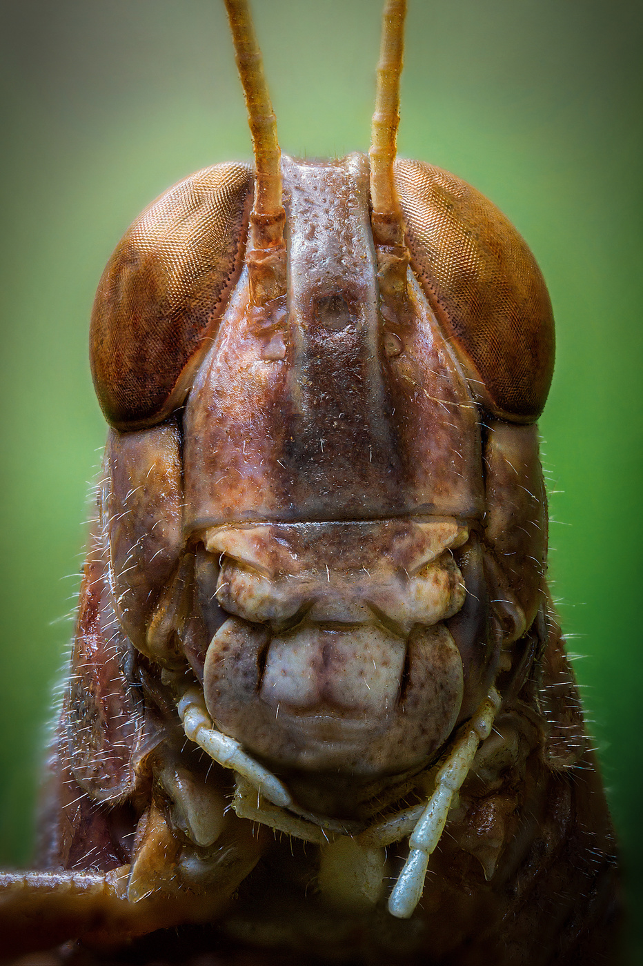 Вот вам и анфас...