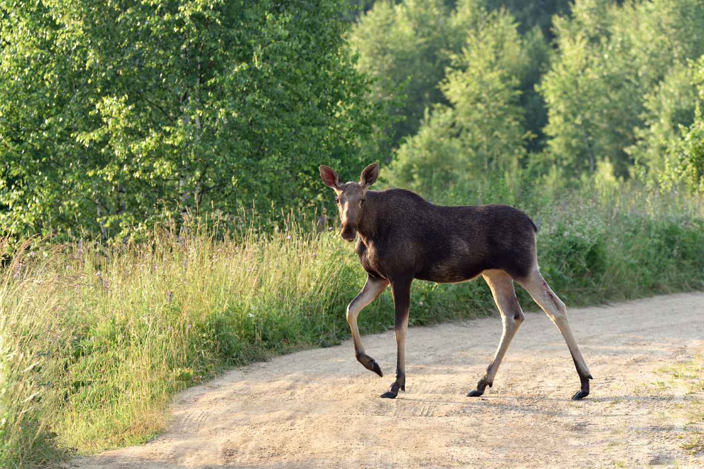 утренний пешеход