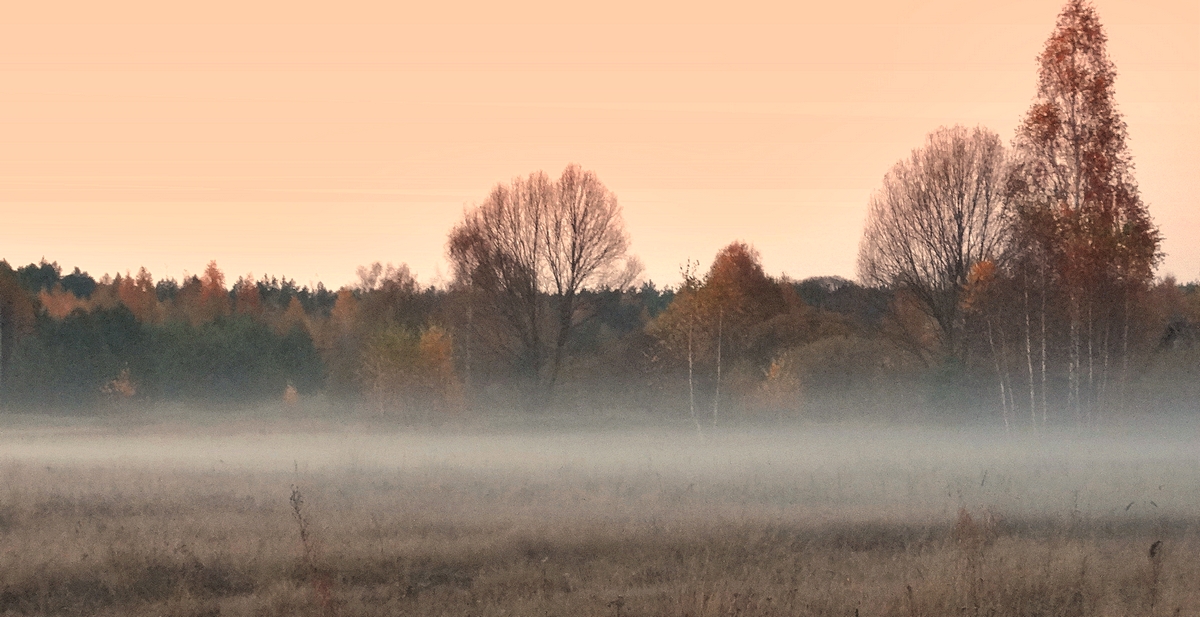 Туманная осенняя завеса