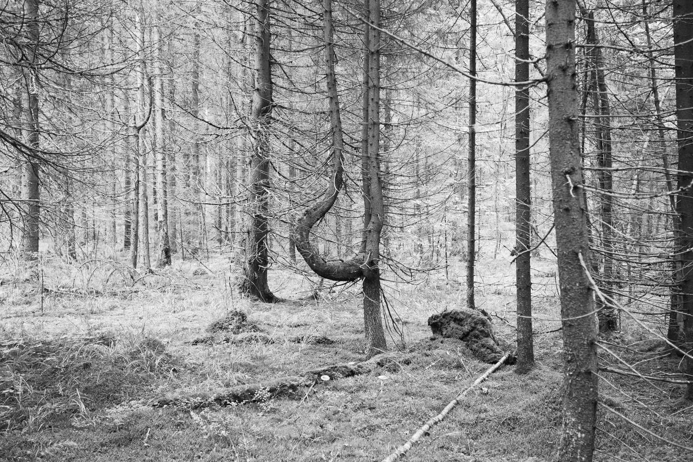 Сказочный лес