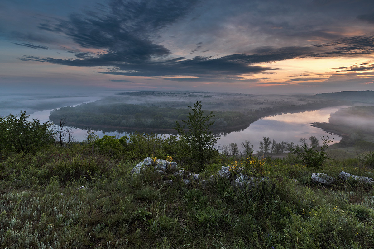 Донец туманный