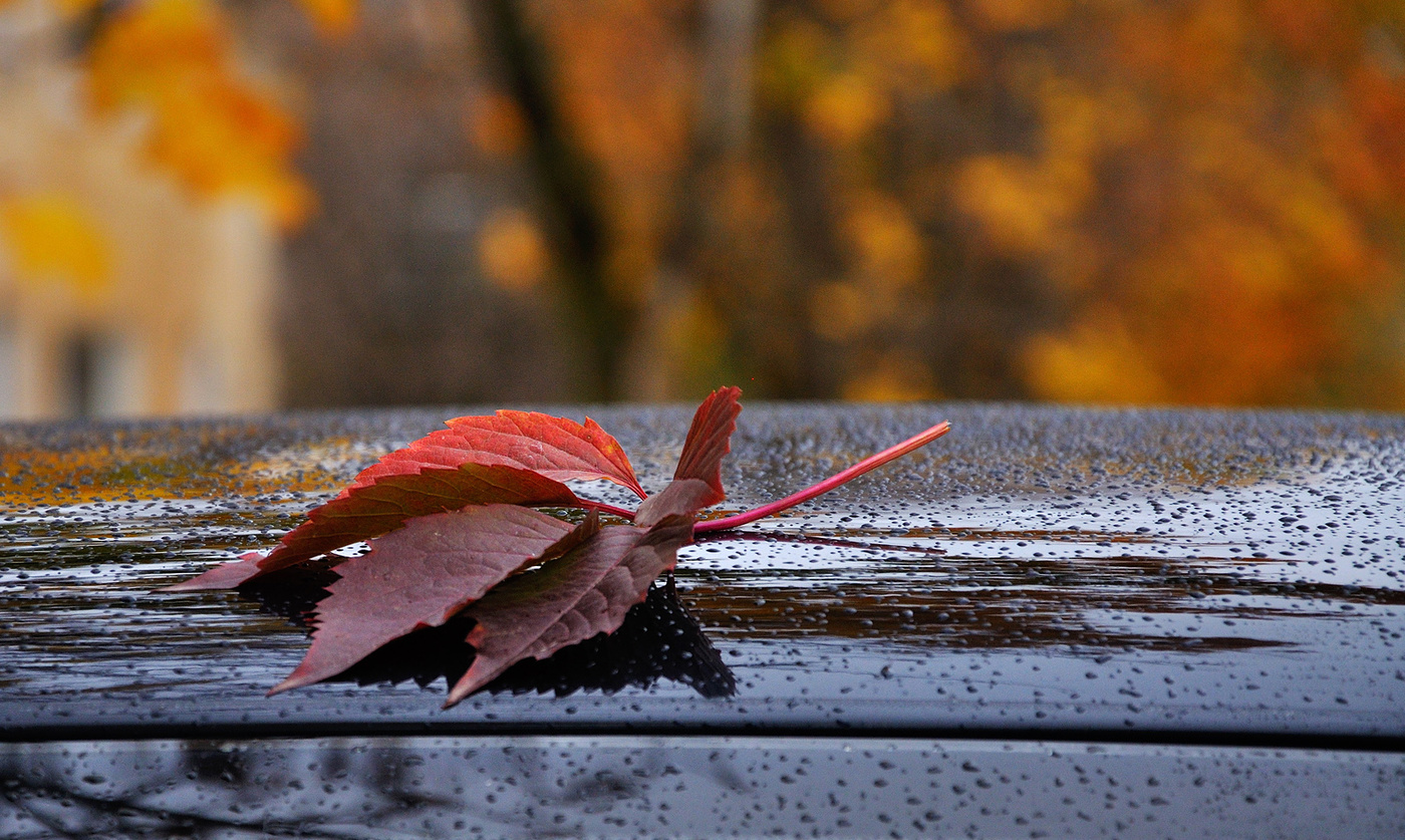Осенняя соната