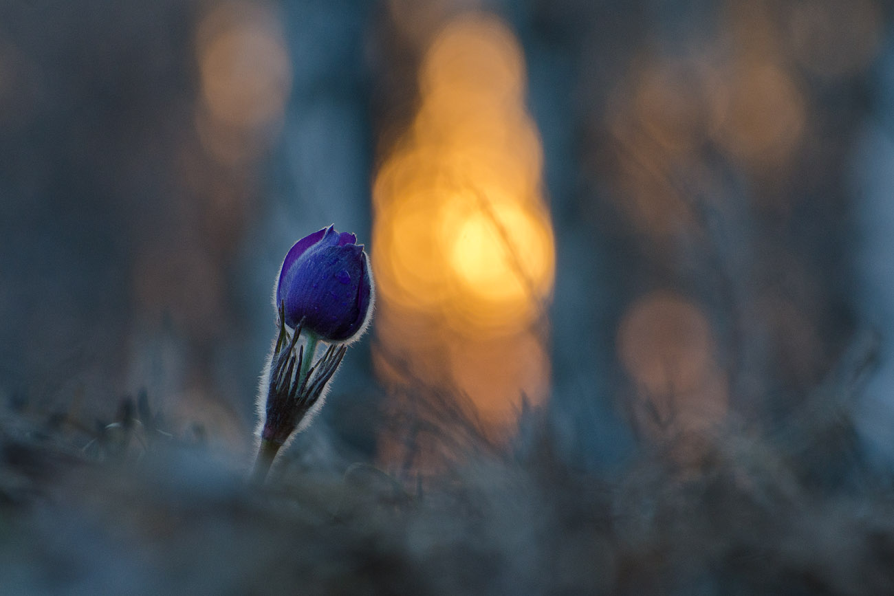 На границе сновидений