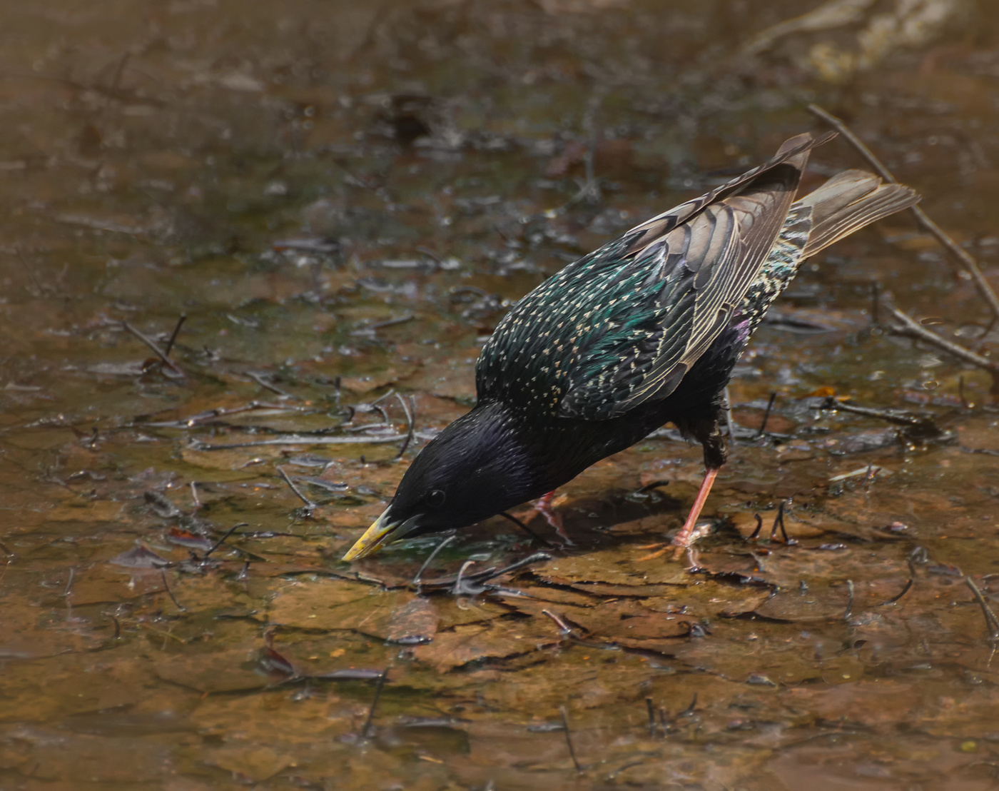 скворец на водопое..