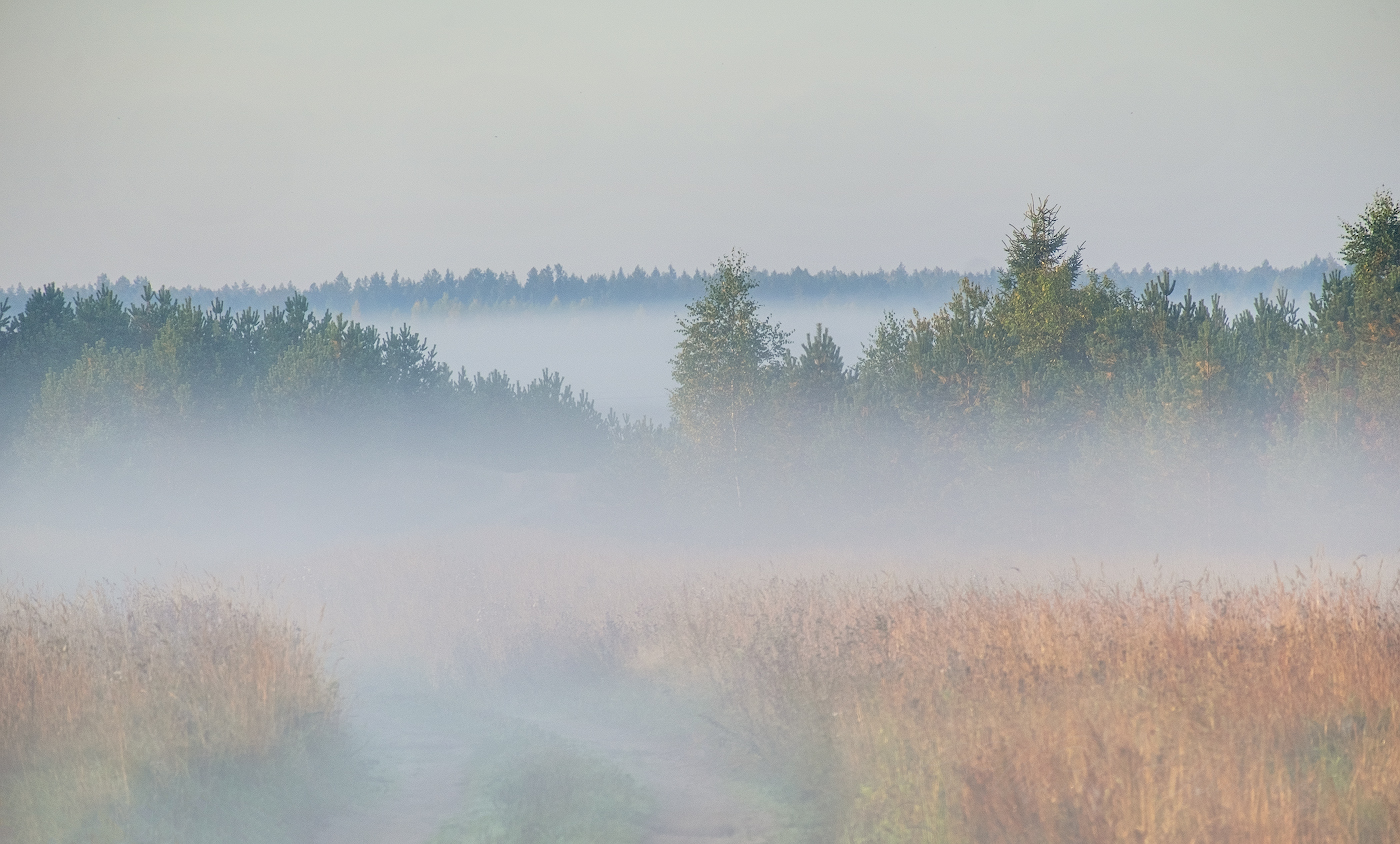 Покров тумана