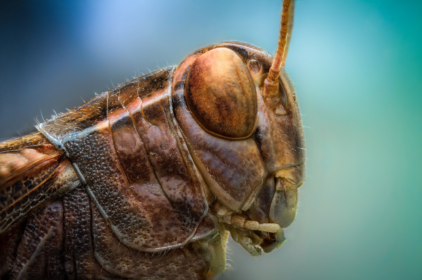 Рыцарь в доспехах.