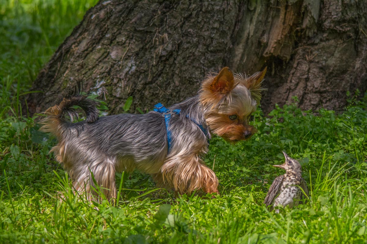 Эй, пёс! Червяка ты мне принёс?!