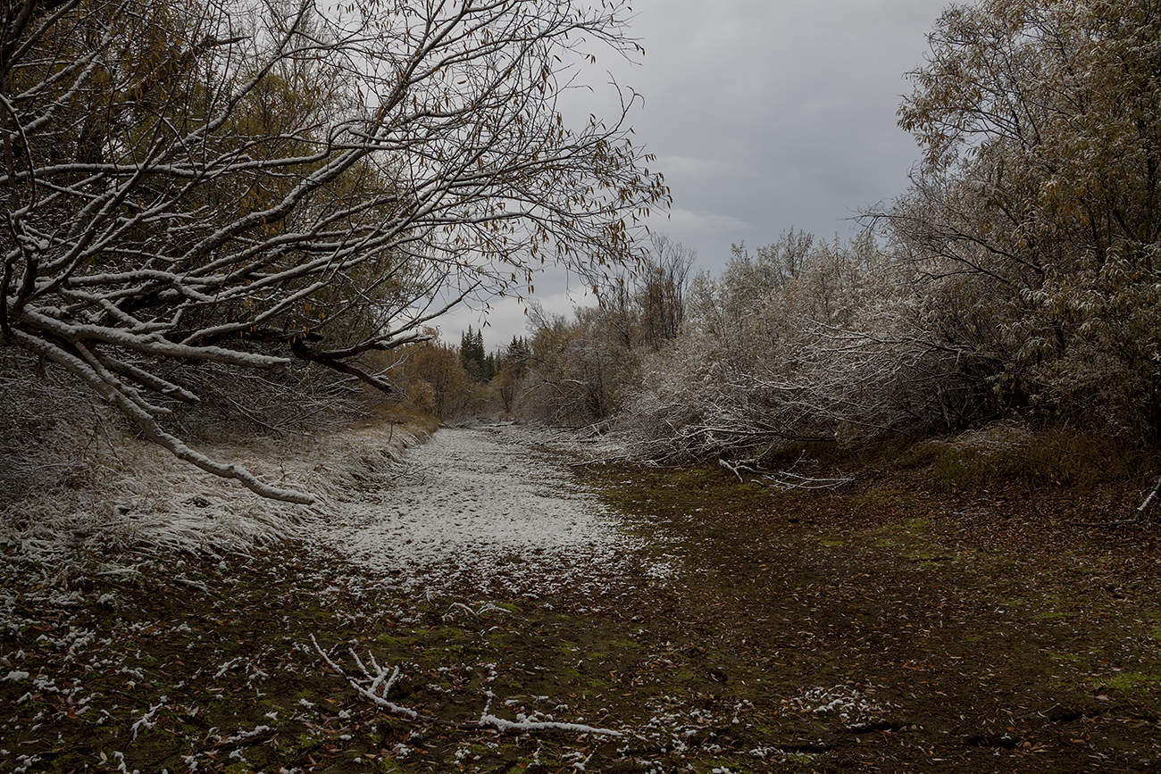 Высохшая протока