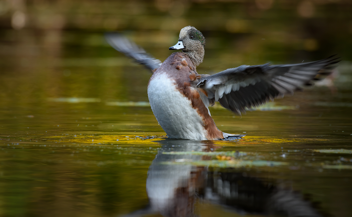 American Wigeon (male) ~ Fall migration 2020