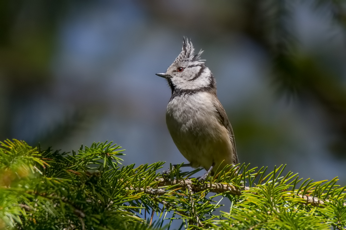 Гренадёрка.