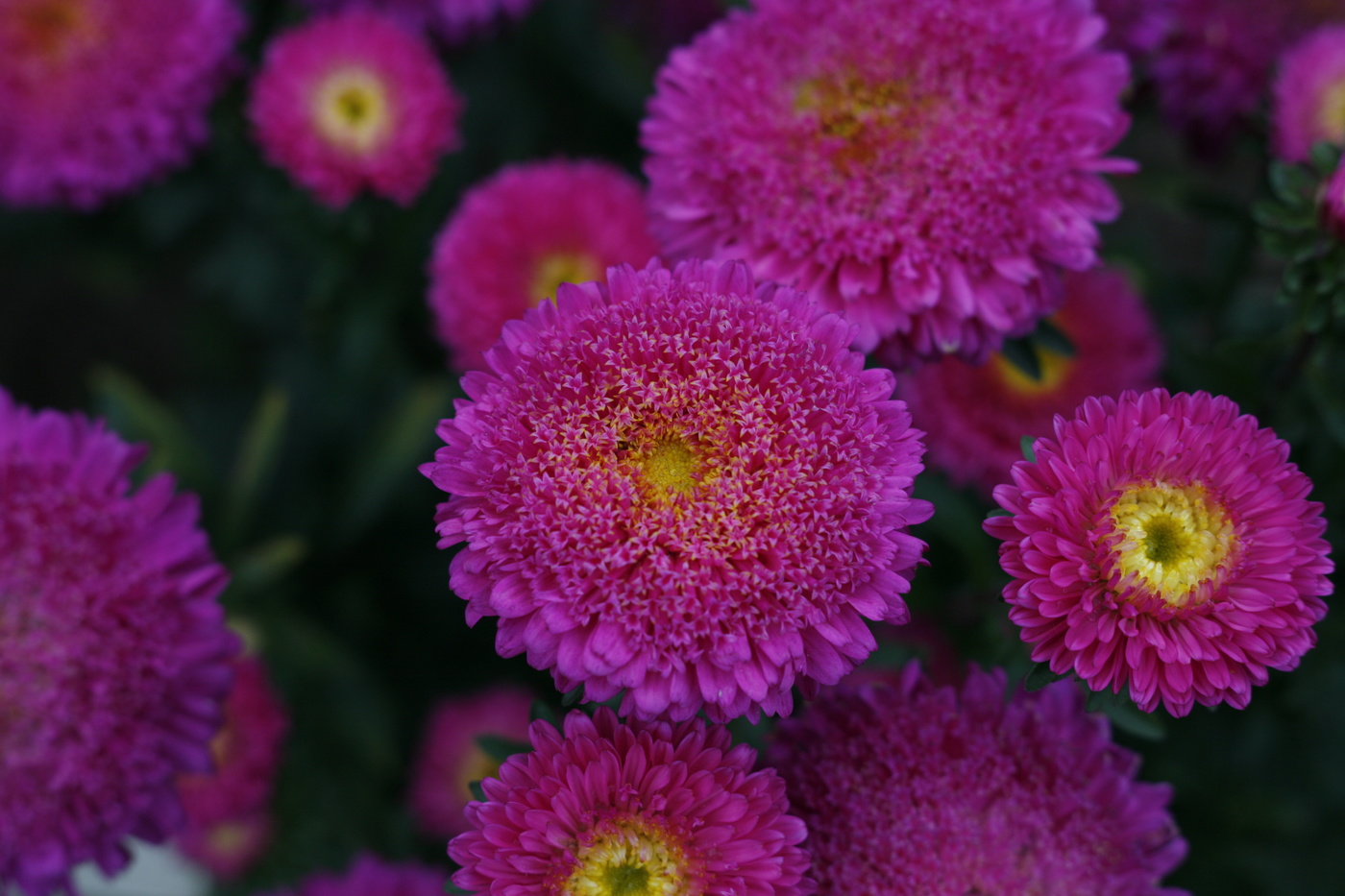 Макрофото в ботаническом саду