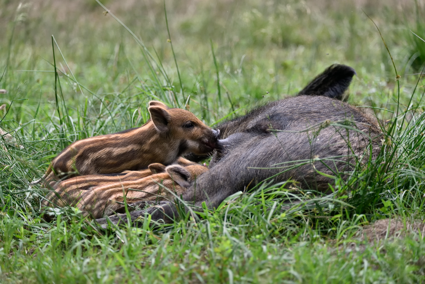 натуральное питание