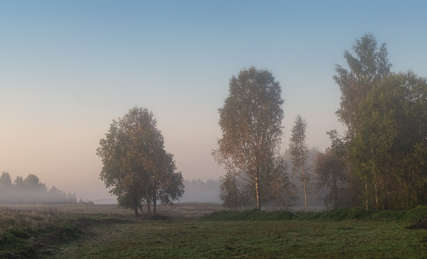 Берёзки-подружки