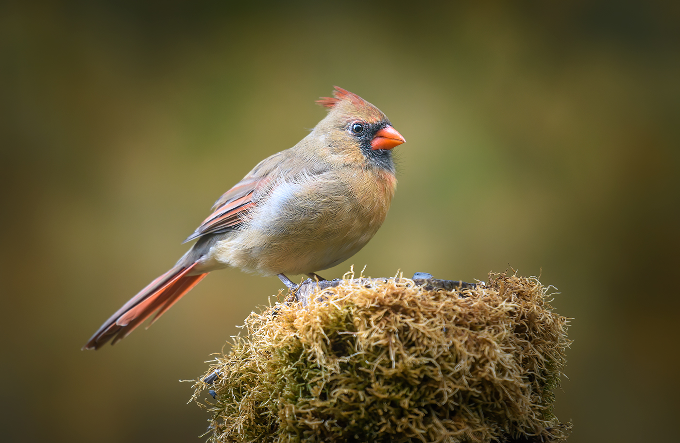Northern cardinal (female)