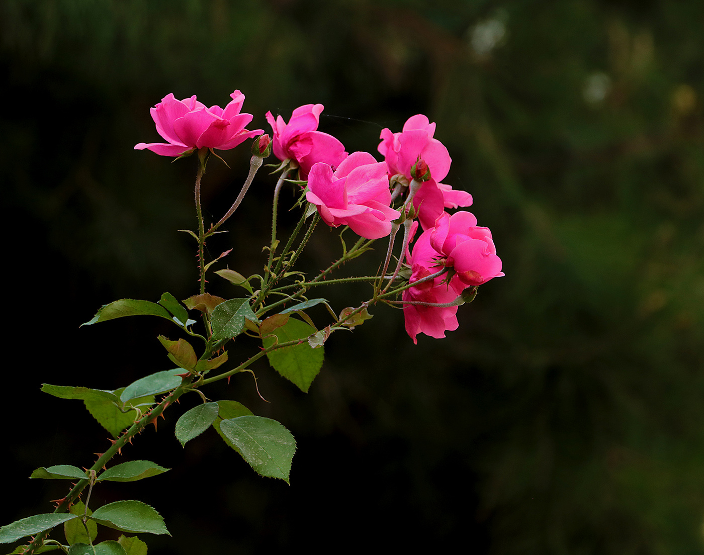 Розовая осенняя веточка