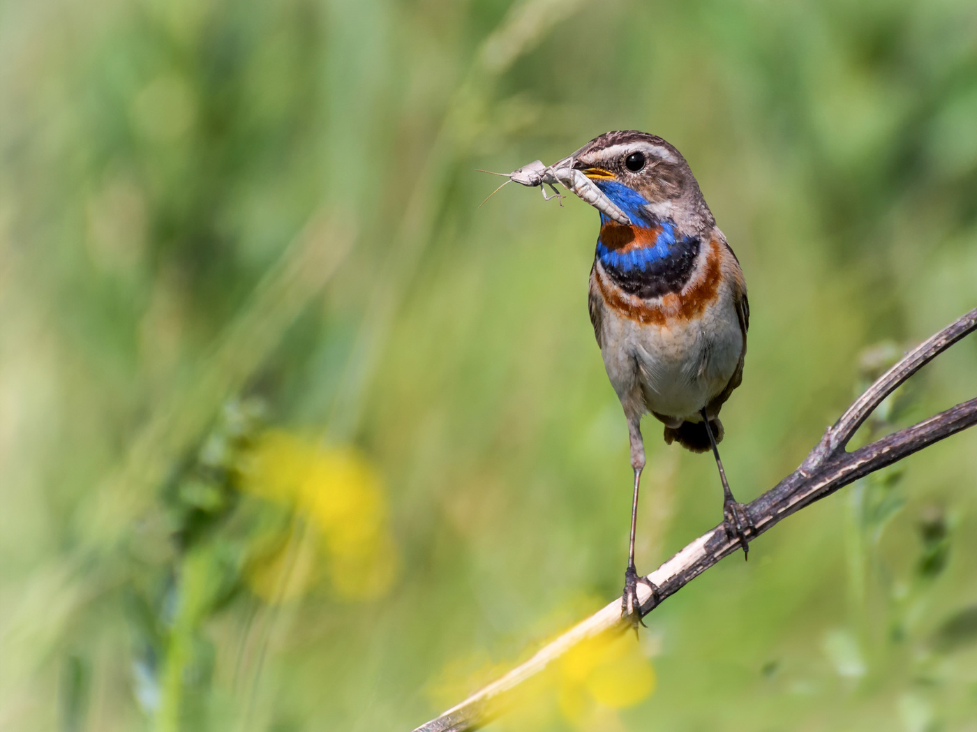 варакушка.. (самец)