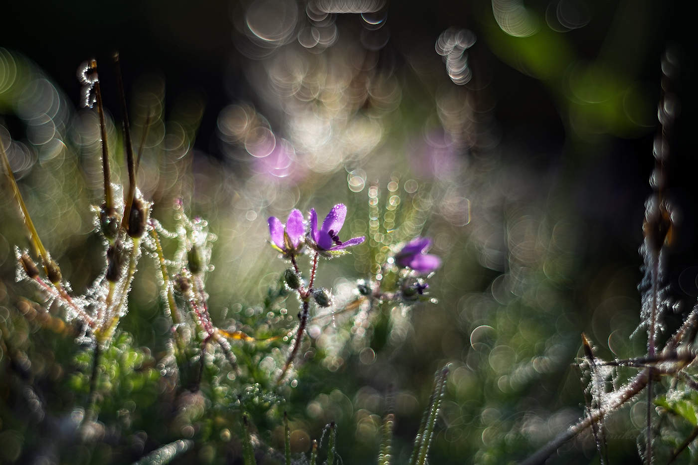 Осенние цветы