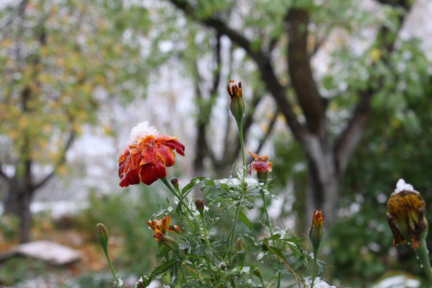 Первый снег.