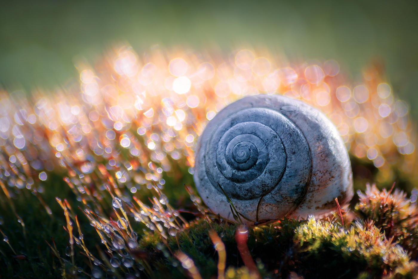 Этюд с ракушкой.