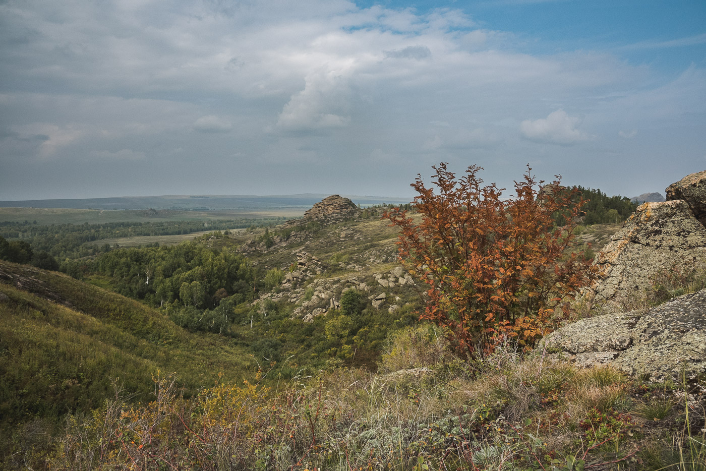 Куст рябины
