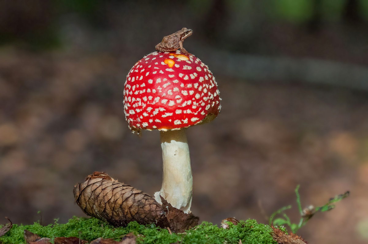 Наблюдатель на башне.