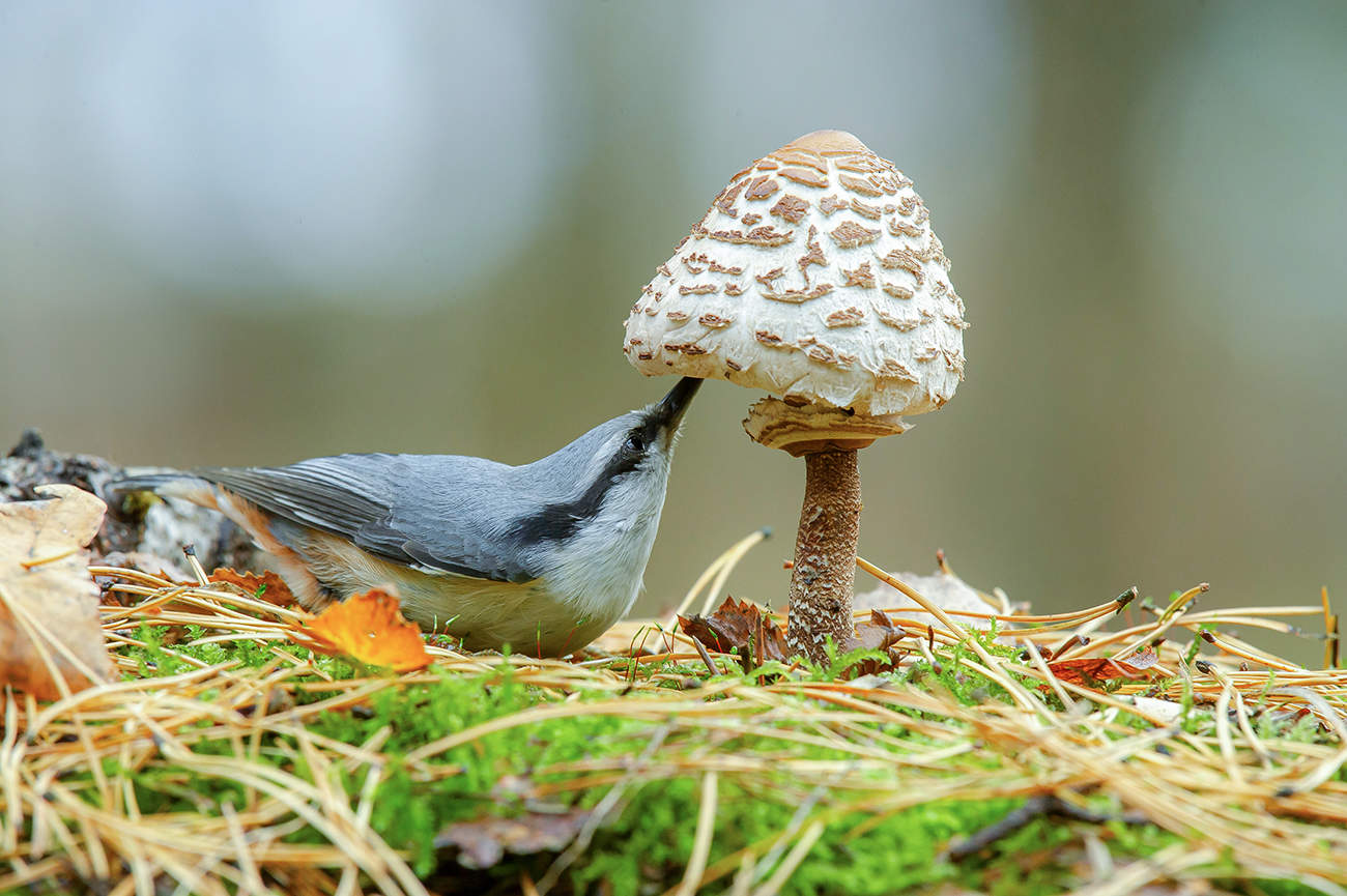 В поисках обеда