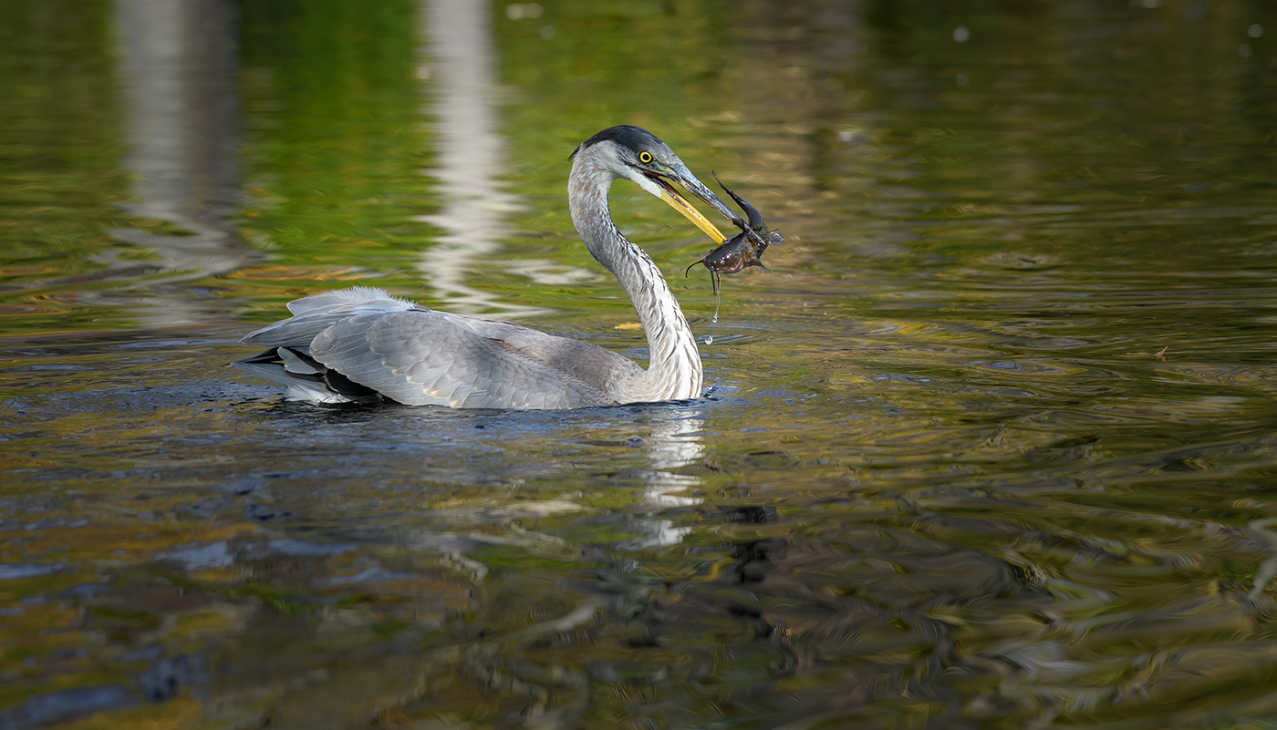 Great Blue Heron (immature)